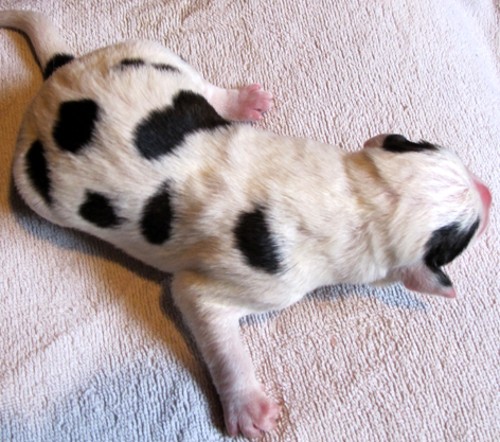 Pes 3, bílý, černé puntíky